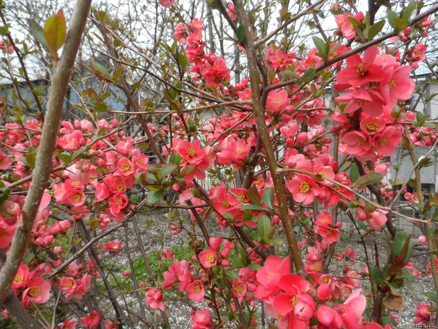 Айва японская весной. Айва японская. Айва японская розовая. Айва японская дерево. Айва японская штамбовая.